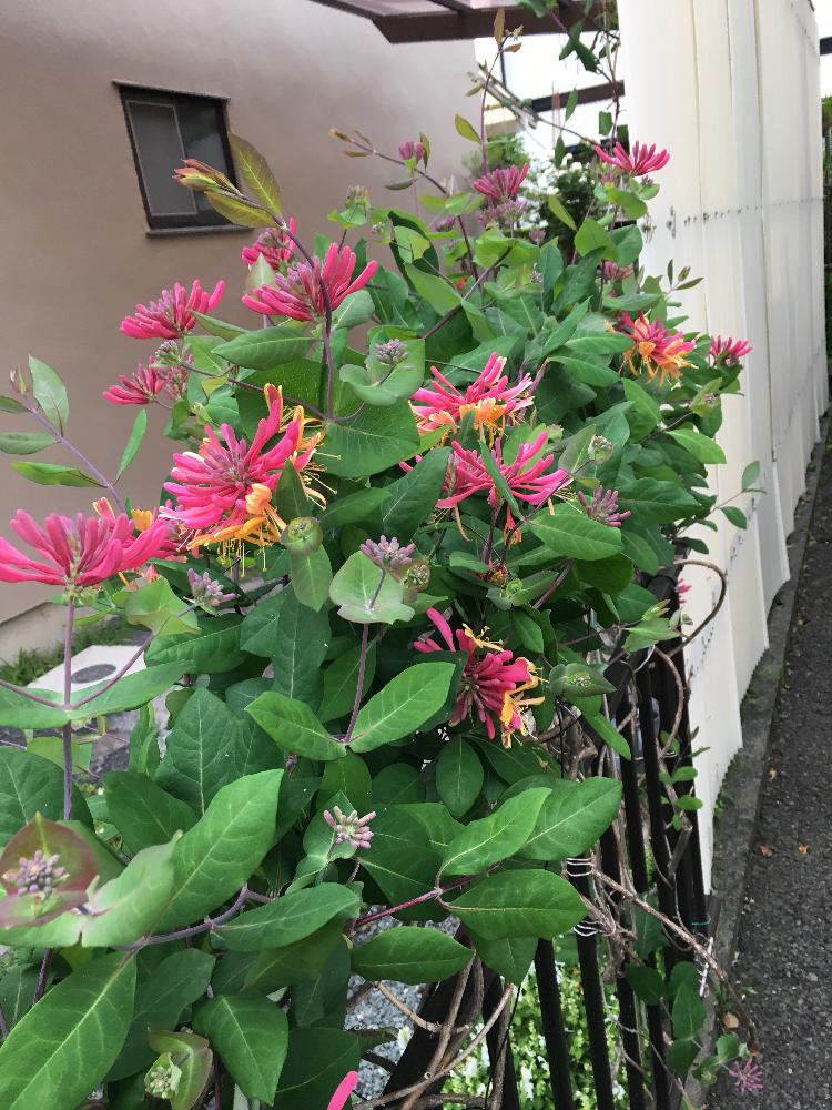 最高honeysuckle 意味 最高の花の画像