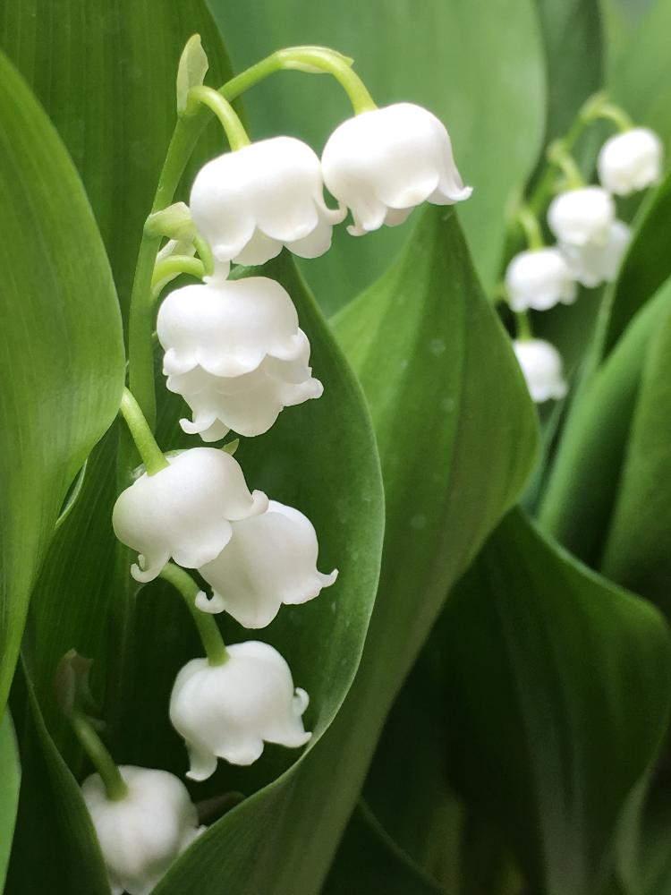 スズランの投稿画像 By Yukkyさん 季節を楽しむとお花を楽しむと季節の花と今日の１枚と癒されると可愛いと花のある暮らしと白い花 18月5月1日 Greensnap グリーンスナップ