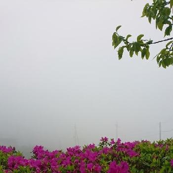 濃霧の画像 by こてきちさん | ツツジと濃霧と庭から見える風景とmy liter gardenとこて庭