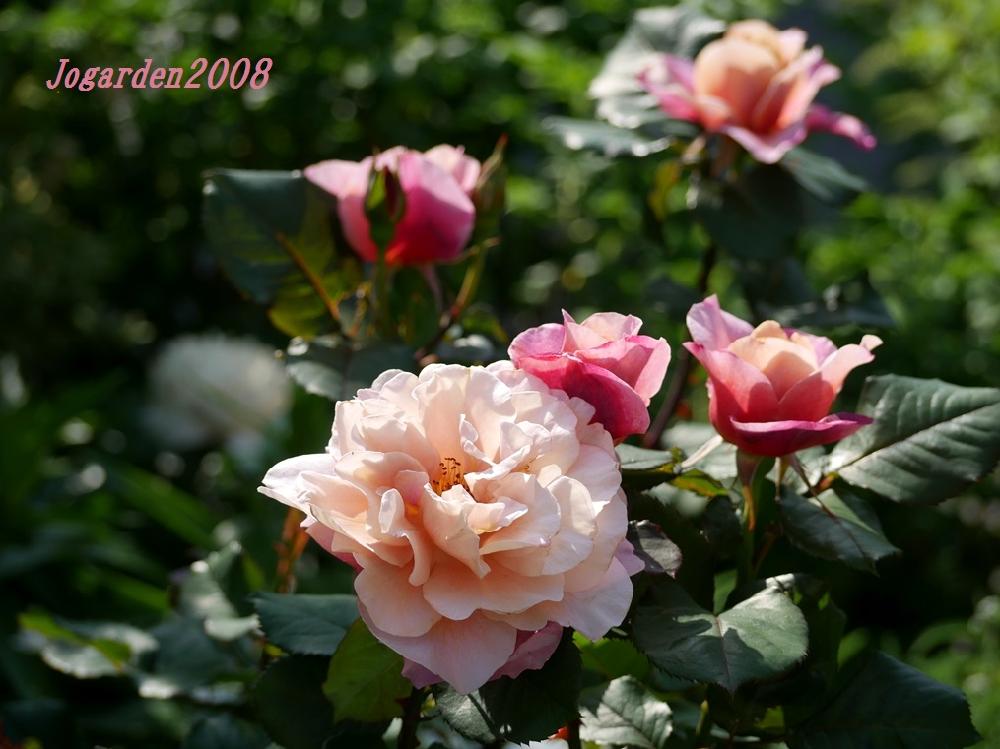 茶色のバラの投稿画像 By Joさん Gs映えとgs日和と初夏の庭とバラの蕾と花のある暮らしとバラ ハイブリッドティーと小さなローズガーデン 18月5月1日 Greensnap グリーンスナップ