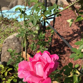 バラアーチ。の画像 by taka4volvoさん | 広い庭と薔薇愛同盟とつるバラとバラ開花とバラの地植えとバラアーチ。とバラを楽しむ