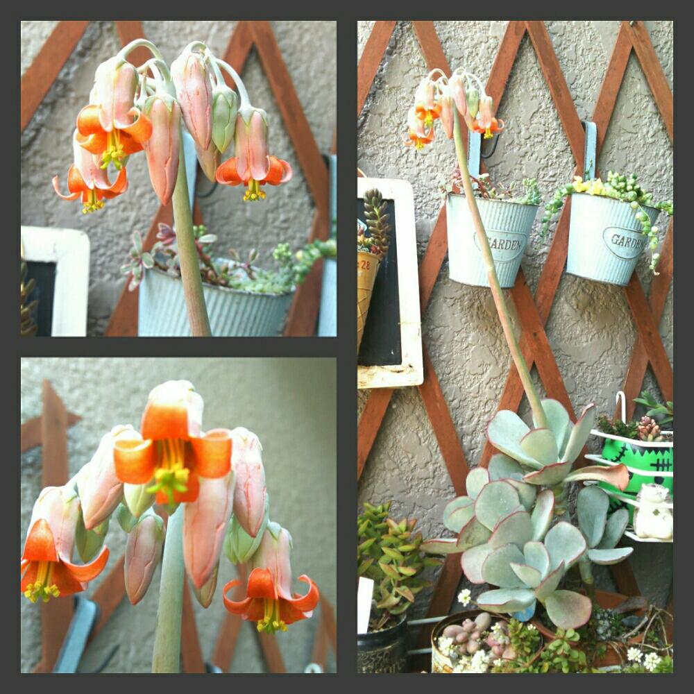 コチレドン オルビキュラータの投稿画像 By チヤボさん 多肉植物と植物のある暮らしと多肉植物のある暮らしと植中毒とコチレドン属とエケベリア女子と多肉女子とタニラーと花のある暮らしと多肉寄せ植えと花芽祭りと今日の多肉 18月5月1日 Greensnap グリーン