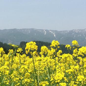 野沢菜の花の投稿画像一覧 Greensnap グリーンスナップ