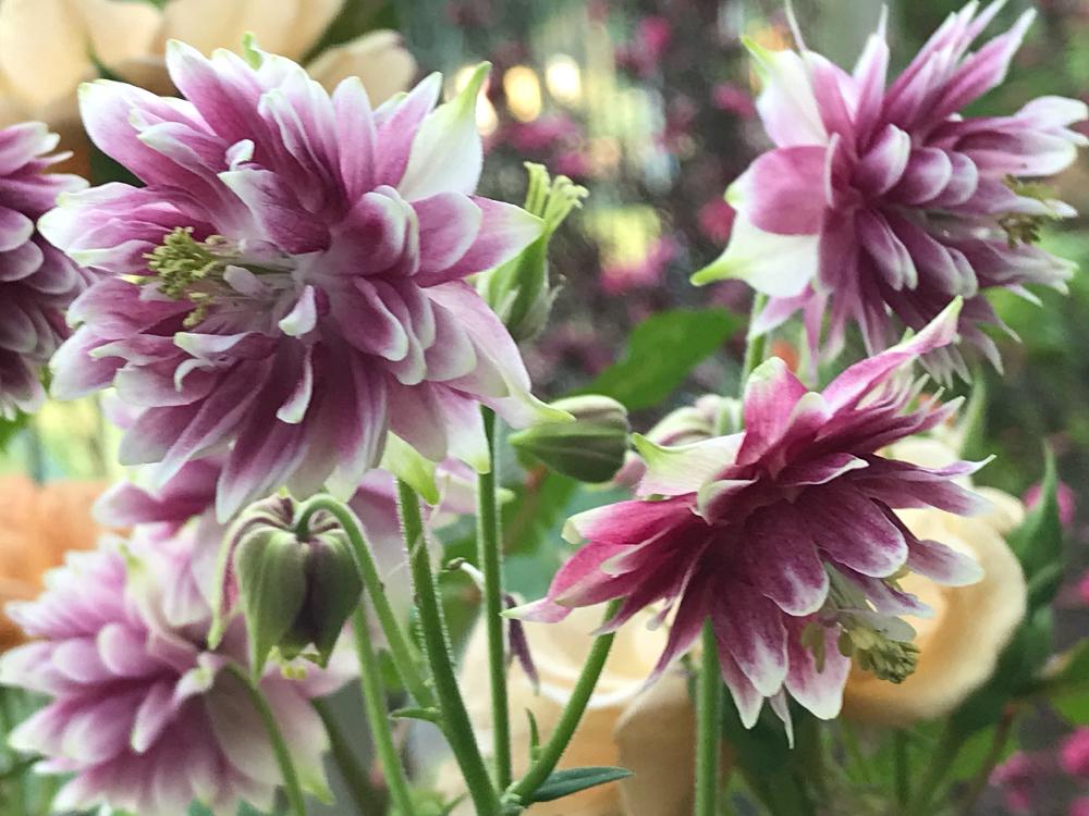 西洋オダマキの投稿画像 By Miさん 西洋オダマキ ノラバローとオダマキ ノラバローとオダマキと小さな庭 18月5月1日 Greensnap グリーンスナップ Greensnap グリーンスナップ