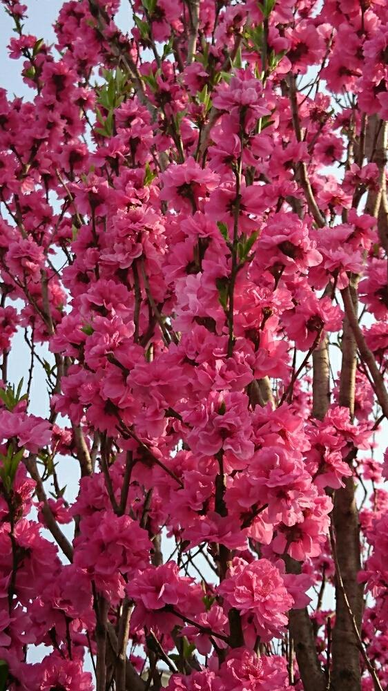 ケンペイハナモモの投稿画像 By さらさらさん 散歩道と名前が分からない 18月5月1日 Greensnap グリーンスナップ