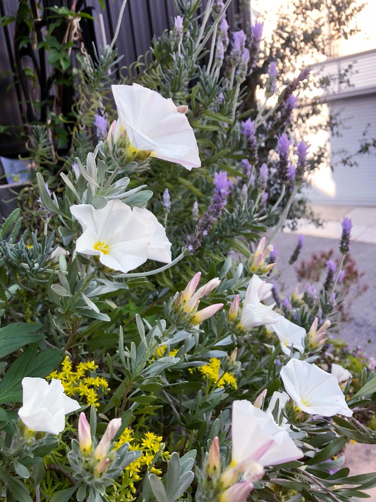 コンボルブルス スノーエンジェルの投稿画像 By さかなのなみださん 植中毒と白いお花とコンボルブルス属と花のある暮らし 18月5月1日 Greensnap グリーンスナップ
