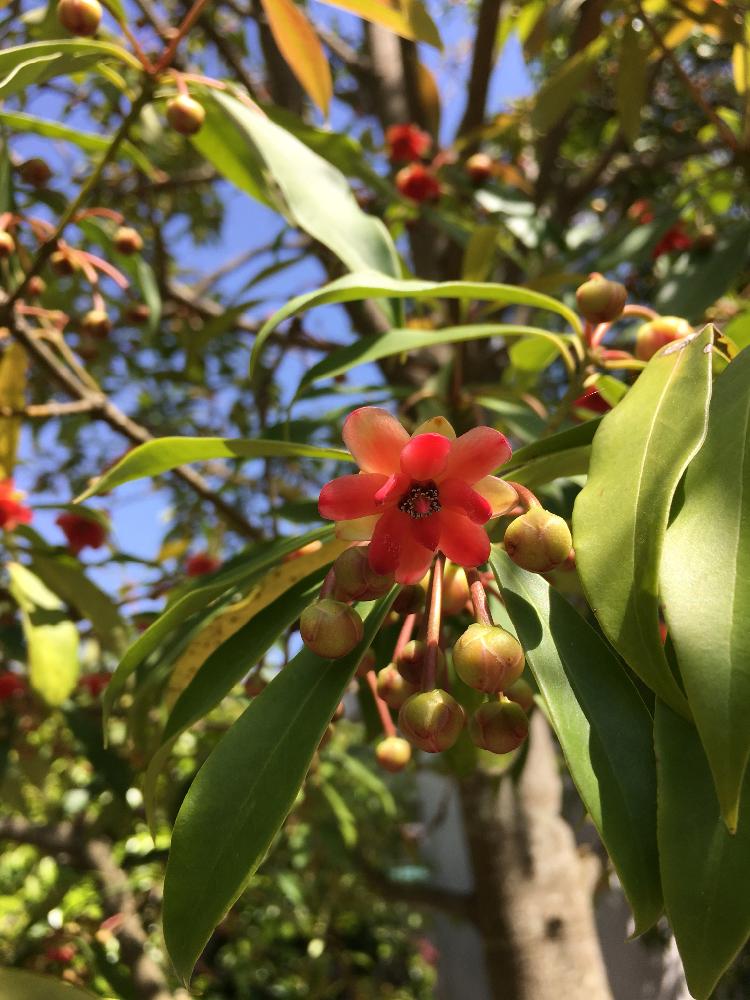 イリシウム ランセオラツムの投稿画像 By ぽっぽっぽーさん 筑波実験植物園 18月5月1日 Greensnap グリーンスナップ