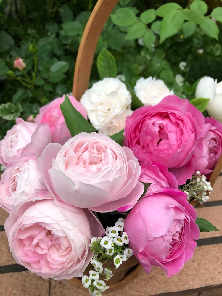 マダム ピエール オジェの投稿画像 By Rikasgardenさん ラレーヌビクトリアとアリッサムと花見小路とライスフラワーと花のある空間と春の色とミニアレンジとはなあそびと色遊びと花のある暮らしとばら 薔薇 バラとバラのアレンジメントとミニブーケ 18月5月1日
