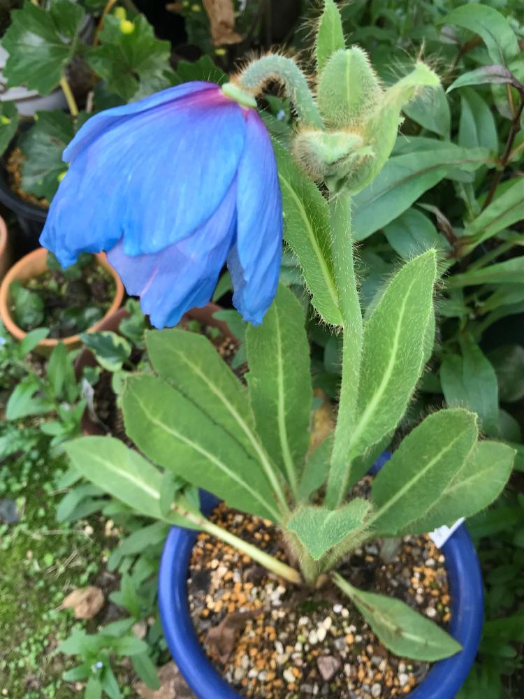 メコノプシス グランディスの投稿画像 By Vogelさん 青い花と暑さに弱いと珍しいお花と後ろ姿 18月5月1日 Greensnap グリーンスナップ