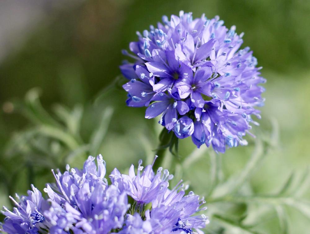 ギリアの投稿画像 By ｂ子さん ギリア レプタンサと春のお花と花壇と種からと青い花と我が家の花壇と いいね ありがとうとブルーの花と青い花マニア 18月5月2日 Greensnap グリーンスナップ