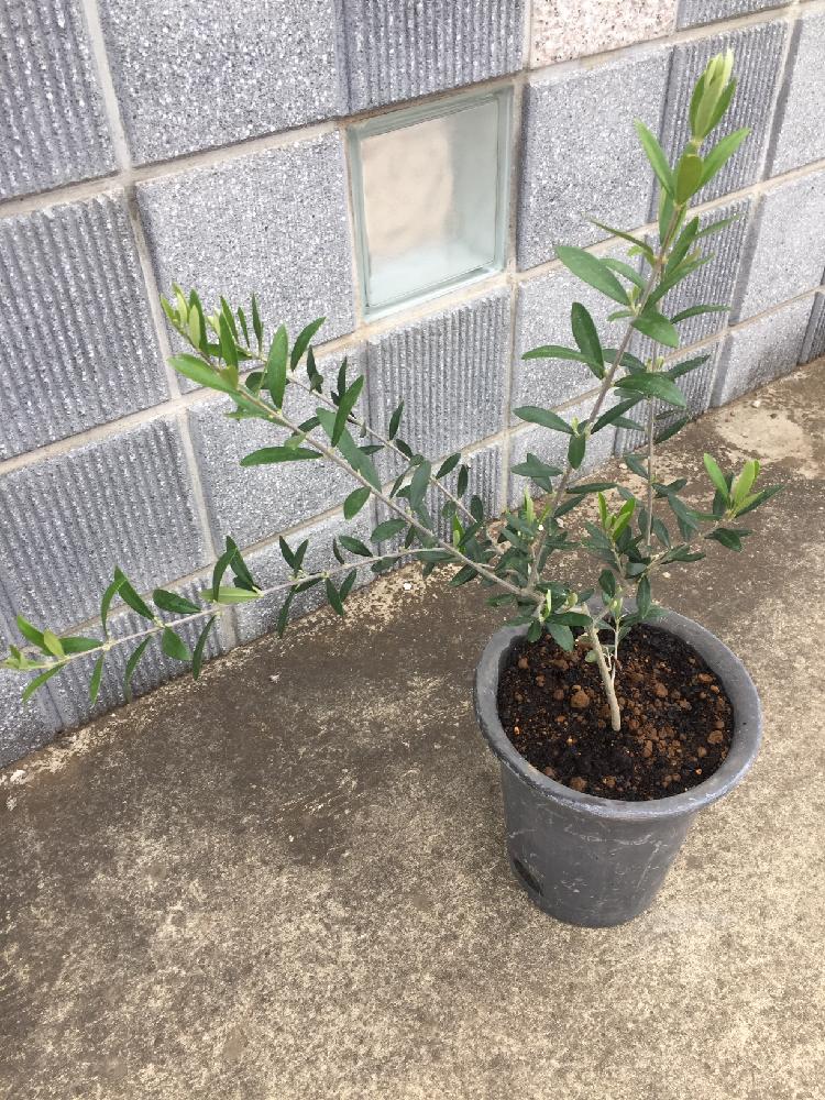 オリーブの投稿画像 By ふみみさん オリーブ エルグレコとウィークエンドタニラーと観葉植物と植中毒とウィークエンドサボラーと花のある暮らしとエルグレコ 18月5月2日 Greensnap グリーンスナップ