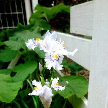 清楚なシャガの画像 by がめちゃんさん | 小さな庭と清楚なシャガと白い花と今日のお花