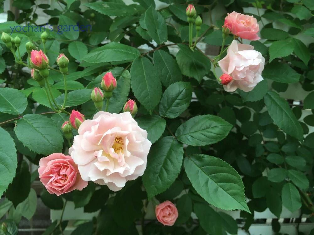 バラ コーネリアの投稿画像 By Yochanさん 花のある暮らしと可愛い蕾たちと日陰の庭 18月5月2日 Greensnap グリーンスナップ