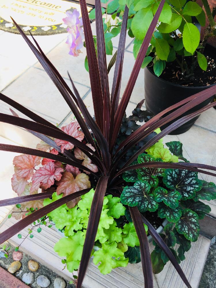 花のある暮らしの投稿画像 By のん さん グリーンとカラーリーフとコルジリネ レッドスターとヒューケラ チョコミントとヒューケラ ブラックナイトと ヒューケラ フリンジレモンとヒューケラ エレクトラとヒューケラ スウィートプリンセスと小さな庭と花のある暮らしと