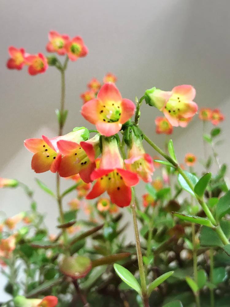 カランコエ ミラベラの投稿画像 By めーさん いつも いいね ありがとうございます と花のある暮らしとかわいい と花言葉 18月5月2日 Greensnap グリーンスナップ