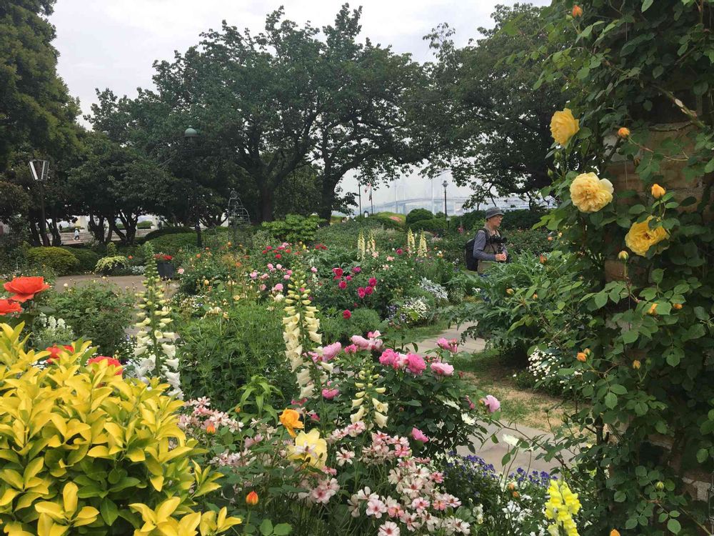 ガーデンベアさんの港の見える丘公園への投稿