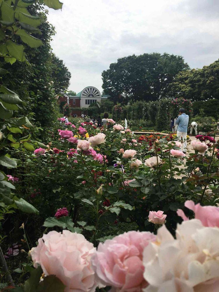 ガーデンベアさんの港の見える丘公園への投稿