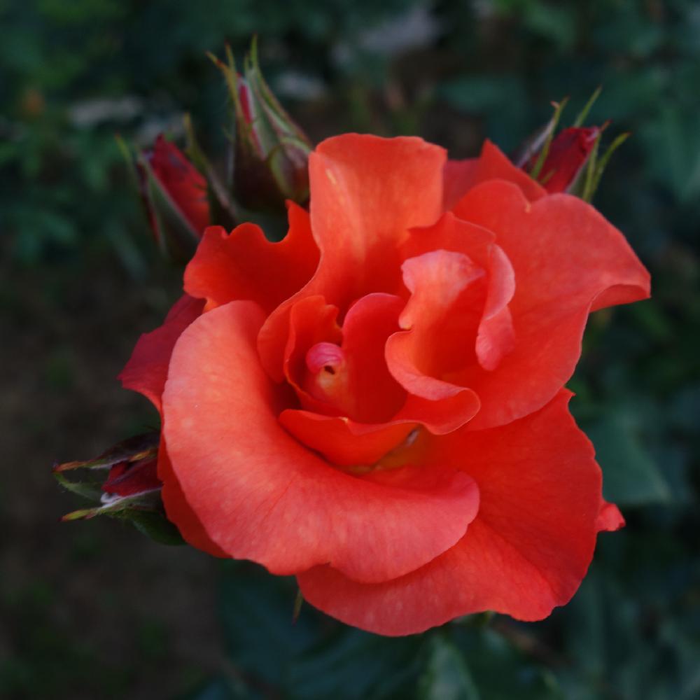 プリンセスミチコの投稿画像 by Eriさん｜薔薇♡とばら バラ 薔薇と高貴なバラと薔薇に魅せられてと美しい♡と高貴な花と朱色と薔薇たちと花の