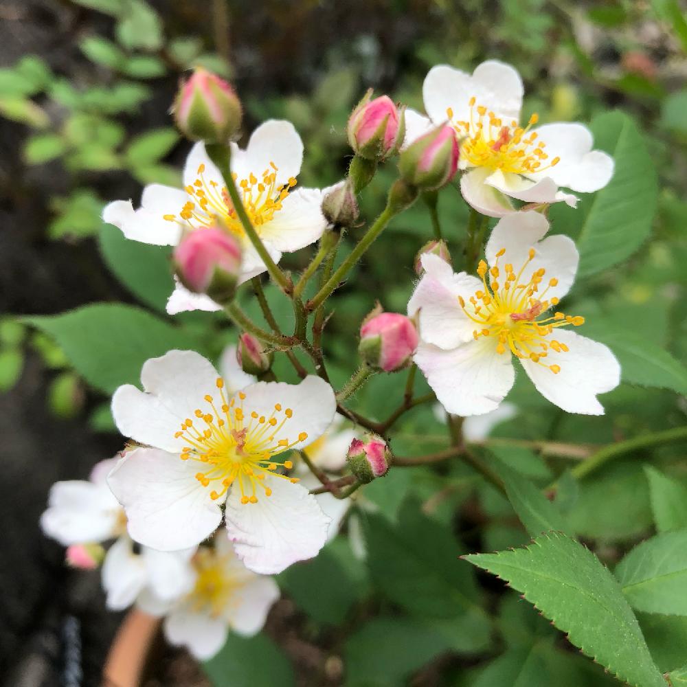 ニューサの投稿画像 By Makiさん エントランスと薔薇愛同盟と庭の花と薔薇に魅せられてとrosa Orientisと庭の植物と植中毒とガーデニングと花のある暮らしと薔薇 とバラ ミニバラとロザリアンと庭の宿根草と薔薇愛同盟と庭の花と薔薇に魅せられてとrosa Orientisと庭の