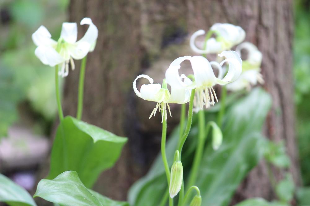 岩手県の投稿画像 By Mayuさん カタクリと 可憐な山野草 コンテストと花のある暮らしとお花としろいはなと白い花と白のカタクリと春の妖精と広い庭と岩手県と カタクリと 可憐な山野草 コンテストと花のある暮らしとお花としろいはなと白い花と白のカタクリと春の