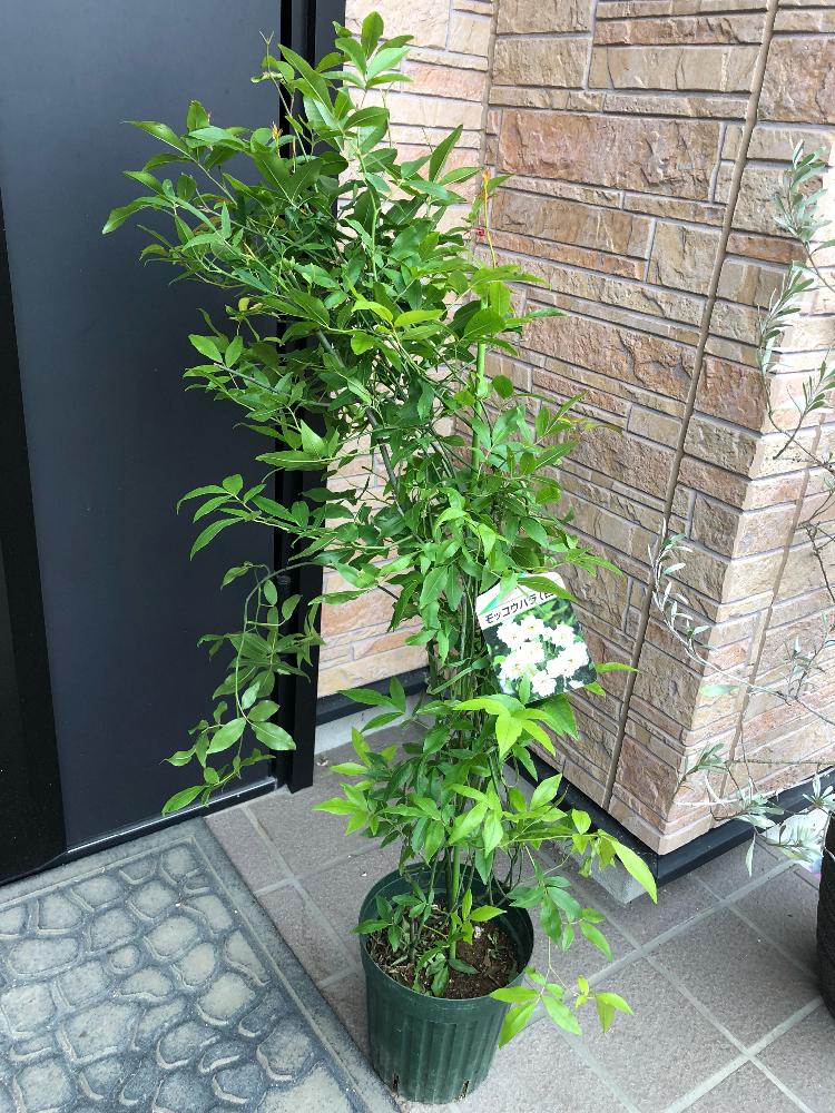 新品 ᵔᴥᵔ 商談 モッコウバラ 白 八重 苗 可愛いお庭 ガーデン アウトレット Www Psic Org Pk