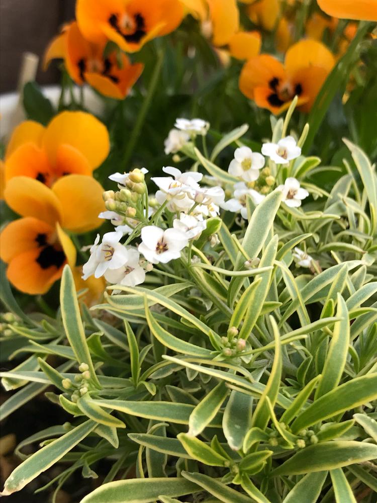 耐寒性宿根草の投稿画像 By スノーベルさん オレンジ色の花と寄せ植えと植中毒と斑入りの葉と春満開と鉢植えと花のある暮らしとキレイな葉っぱと白い花 18月5月2日 Greensnap グリーンスナップ