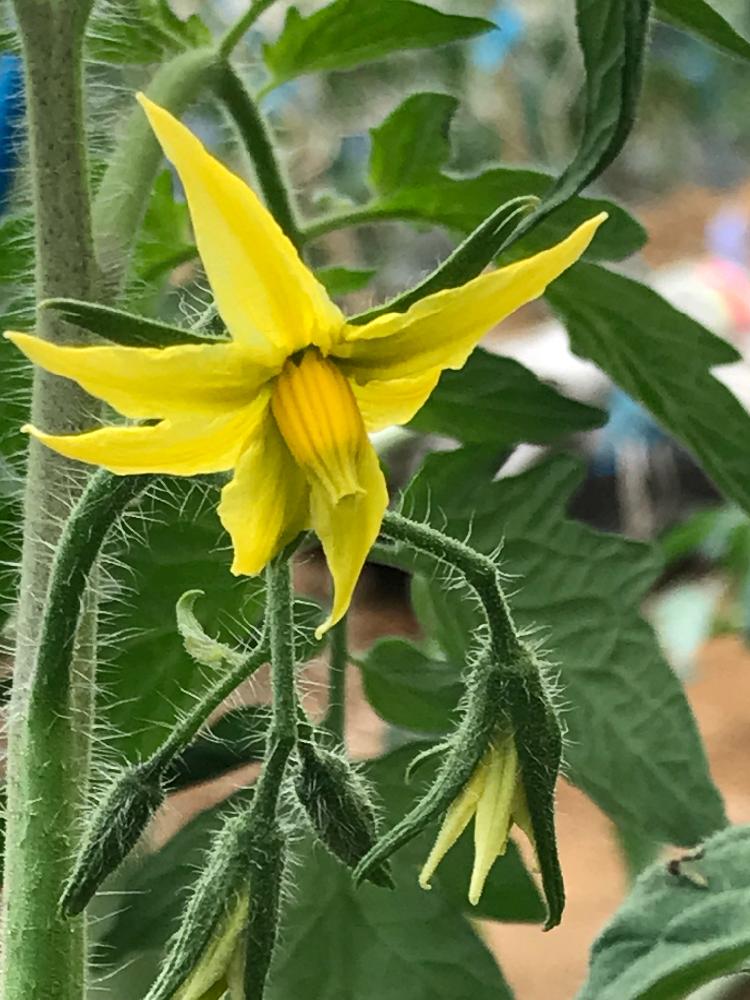トマトの投稿画像 By たさん トマトの花と畑とお野菜とお野菜 18月5月2日 Greensnap グリーンスナップ Greensnap グリーンスナップ トマトの投稿画像 By たさん トマトの花と畑とお野菜とお野菜 18月5月2日 Greensnap グリーンスナップ Greensnap グリーンスナップ