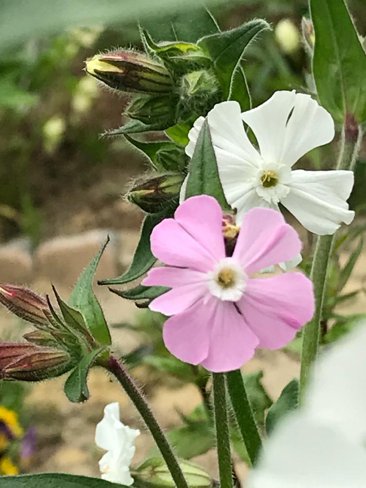耐寒性宿根草の投稿画像 By スノーベルさん ピンクの花と植中毒と春満開と花のある暮らしと白い花 18月5月2日 Greensnap グリーンスナップ