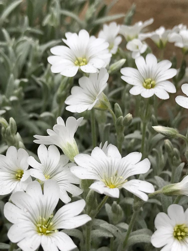 耐寒性宿根草の投稿画像 By スノーベルさん 植中毒と春満開と花のある暮らしとキレイな葉っぱと白い花と銀葉 18月5月2日 Greensnap グリーンスナップ