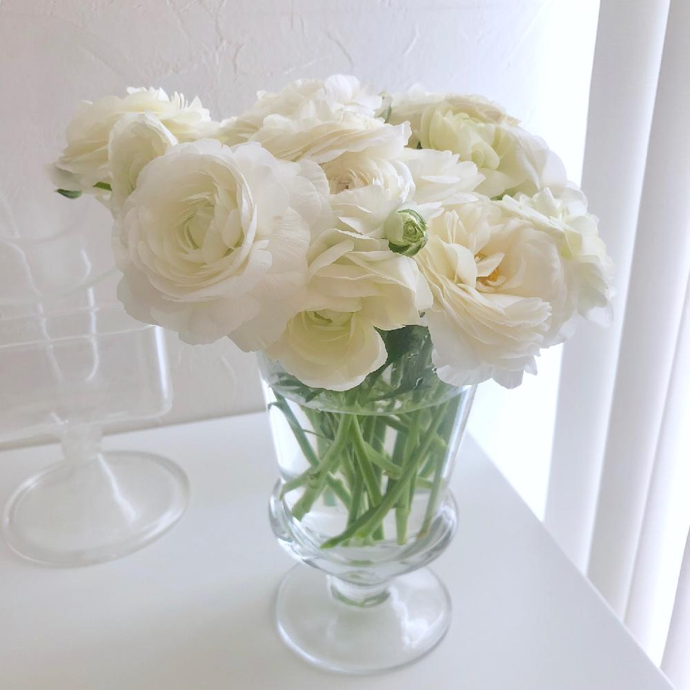ラナンキュラスの投稿画像 By ɢᴀʀᴅᴇɴ ʟɪғᴇさん お花を楽しむと庭の花と花のある暮らしとお花のある生活と白い花と花を飾ると大好きな花 18月5月2日 Greensnap グリーンスナップ