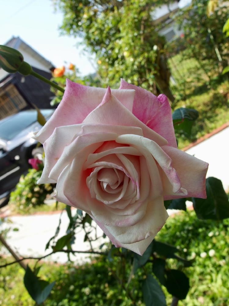 マダムアントワーヌマリーの投稿画像 By Rimaybさん バラ オールドローズとガーデニングと花のある暮らしとバラを楽しむと咲いた 18月5月2日 Greensnap グリーンスナップ