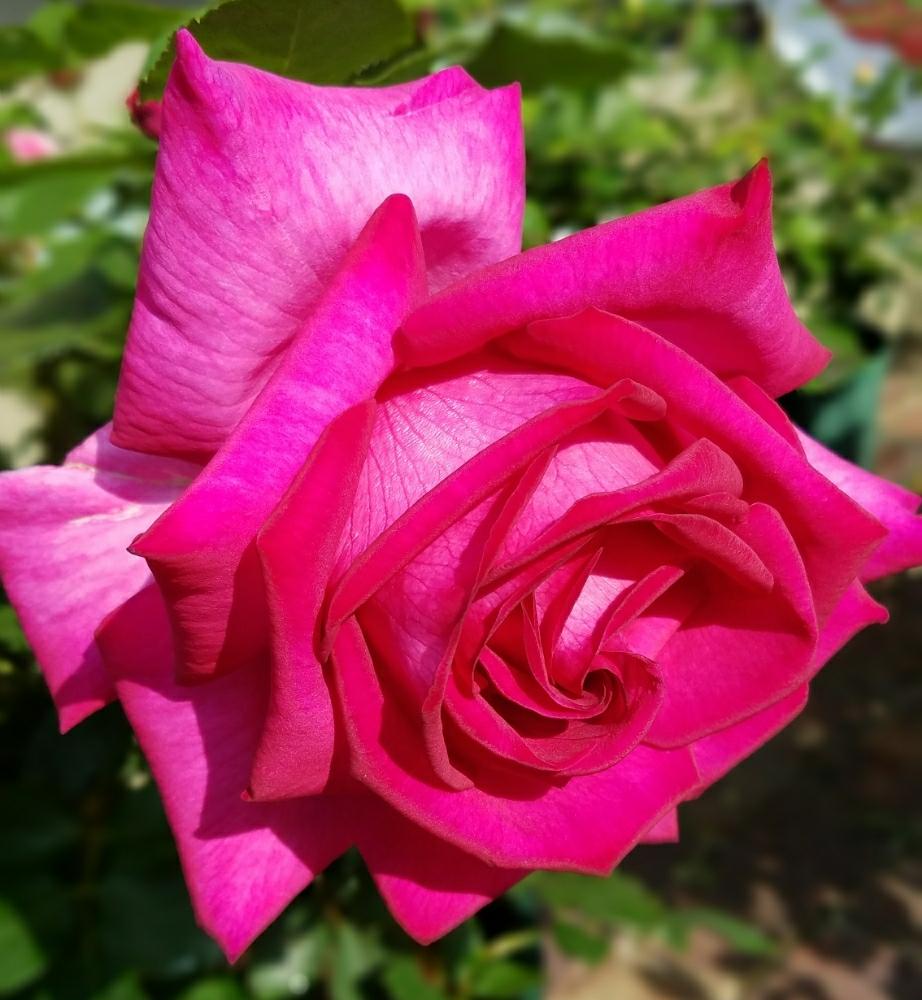 バラ パローレの投稿画像 By あかずきんさん バラとバラ 鉢植えと美しいと薔薇 とロザリアンとバラを楽しむ 18月5月2日 Greensnap グリーンスナップ