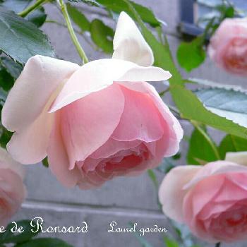 うちの薔薇たち•••laurelの画像 by ローレルさん | ピンクのバラ♡とピエール  ドゥ  ロンサールと花のある暮らしとうちの薔薇たち•••laurel