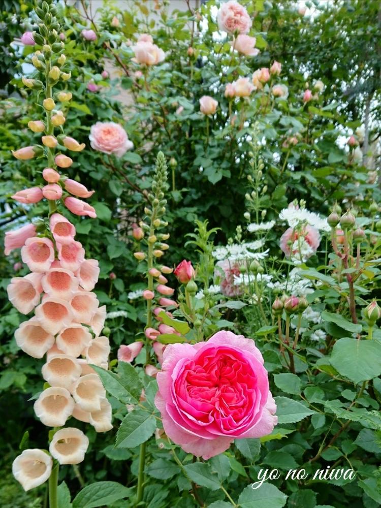 アブラハムダービーの投稿画像 By 葉子さん ボスコベルとばら バラ 薔薇とバラと暮らすとバラ 修景バラとジャングルの住人とバラ ジャングルと季節の花と今日のバラとカインズ千葉ニュータウン店とローズガーデンとロザリアン 18月5月3日 Greensnap グリーン