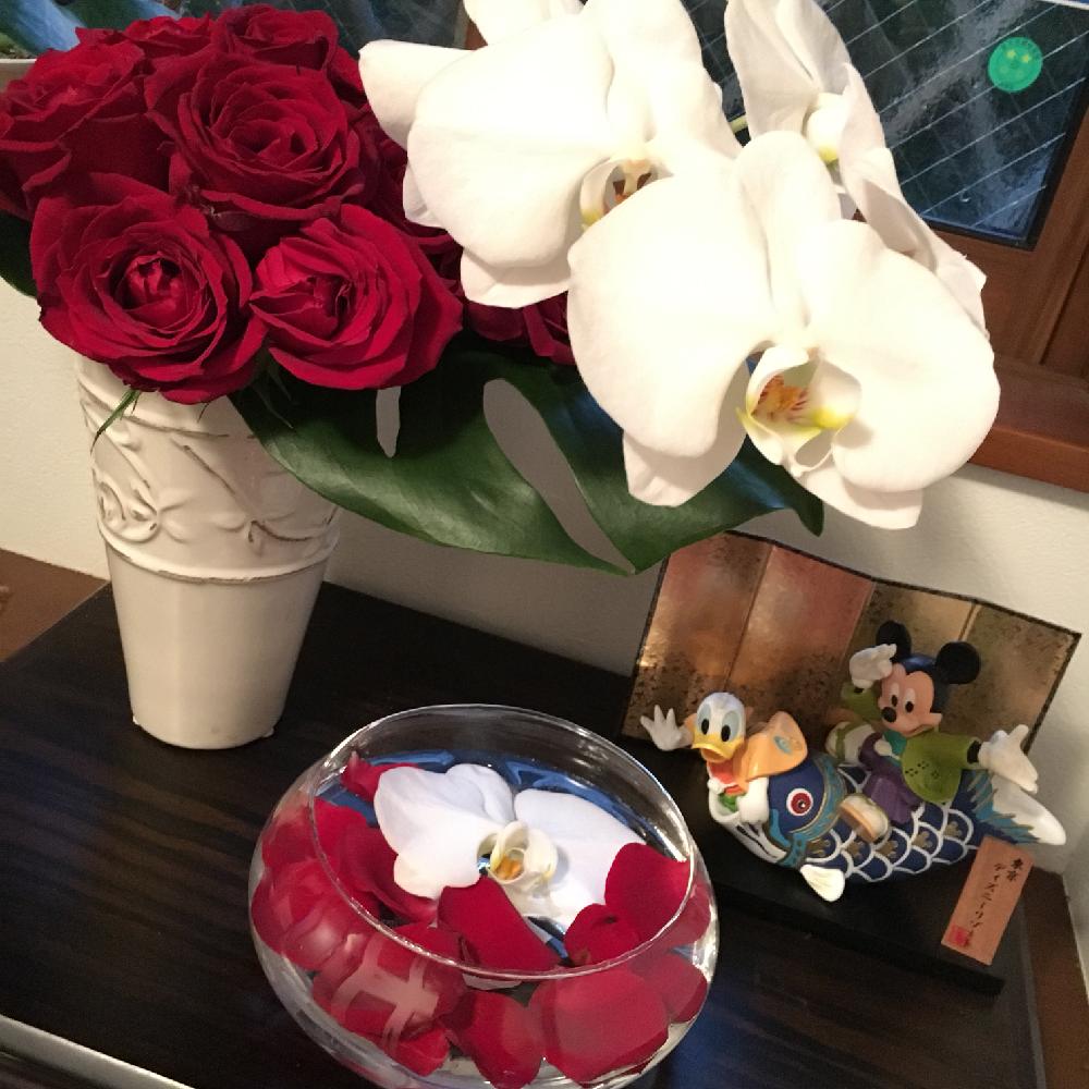 胡蝶蘭の投稿画像 By Yukkyさん バラとお花を楽しむと切り花を楽しむと今日の１枚と癒されると赤い花と可愛いと花のある暮らしと白い花と切り花 18月5月3日 Greensnap グリーンスナップ