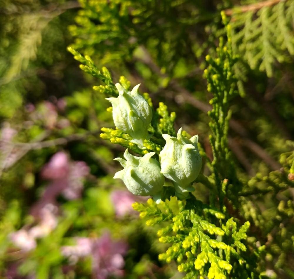 コニファー ゴールドクレストの投稿画像 By Kuni92さん 裸子植物と緑のある暮らしとガーデニングと花のある暮らしと庭の鉢 18月5月3日 Greensnap グリーンスナップ