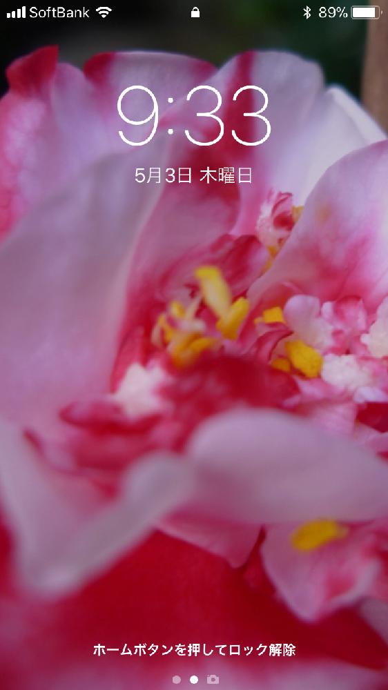 花のある暮らしの投稿画像 By Hanahanaさん 椿 ツバキと壁紙祭り 18月5月3日 Greensnap グリーンスナップ