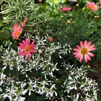 マーガレット モリンバ ヘリオ ウォーターメロンの投稿画像一覧 Greensnap グリーンスナップ