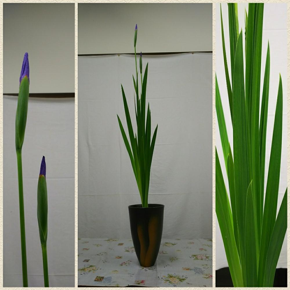 一種生けの投稿画像 By 木染 奎さん 花菖蒲 と正風体と池坊と生花 しょうか と生け花 18月5月3日 Greensnap グリーンスナップ