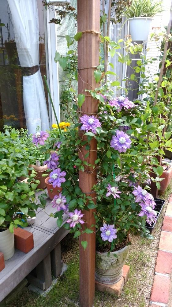 花のある暮らしの投稿画像 By 天空のバラの五線譜さん クレマチスのある庭 18月5月3日 Greensnap グリーンスナップ