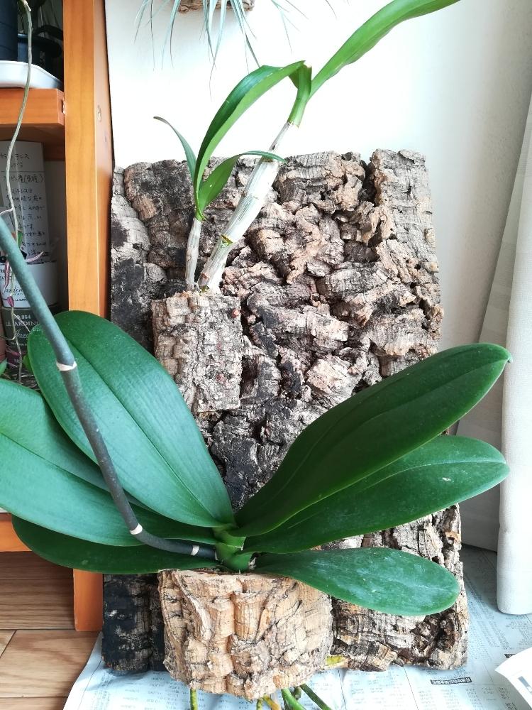 デンファレの投稿画像 By 213さん コチョウランと胡蝶蘭と洋蘭と観葉植物とファレノプシス属と植欲と植中毒と大きくな れ と流木と洋ランとコルク着生とデンドロビウム属とベランダーとエアプランツ 18月5月3日 Greensnap グリーンスナップ