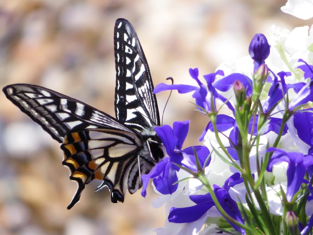 新編国歌大観第4巻 お花畑にロベリアの蝶々が舞い降りる 物損付延長保証5年 ハンドメイド その他 Roe Solca Ec