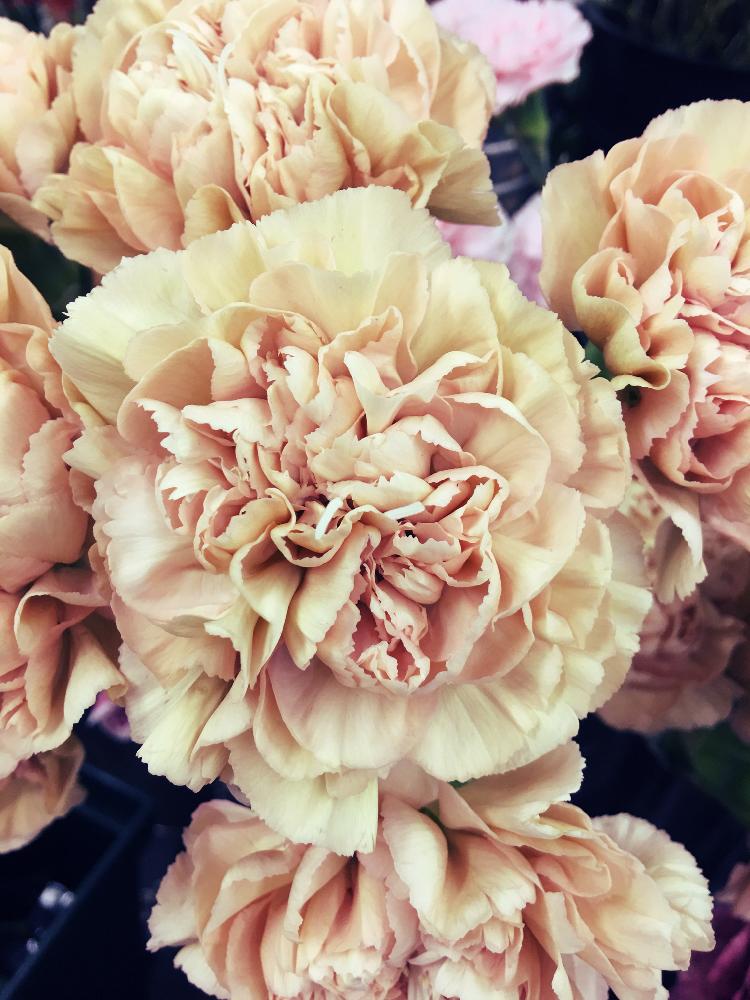 カーネーション クレオラの投稿画像 By はまとんさん 長持ちする花と母の日にも とバイカラーと色がステキすぎるとコロンビア産と花のある暮らし 18月5月3日 Greensnap グリーンスナップ