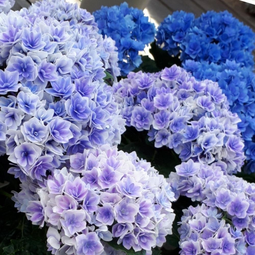 プリンセス シャーロット 楽天市場 現品発送 自然開花株 アジサイ 紫陽花 あじさい プリンセスシャーロット 大株 Z 千草園芸 Amp Petmd Com