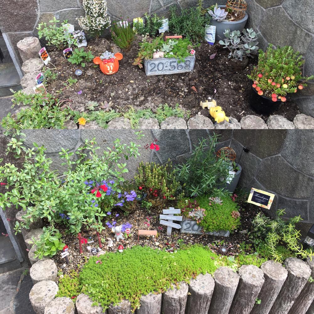 セダムの投稿画像 By Sasuaさん クランベリーとクランベリーとセダム属と多肉植物とノンフィルターと花壇とgs映えと春土用とエケベリア女子と多肉女子とハーブと花のある暮らし 18月5月3日 Greensnap グリーンスナップ