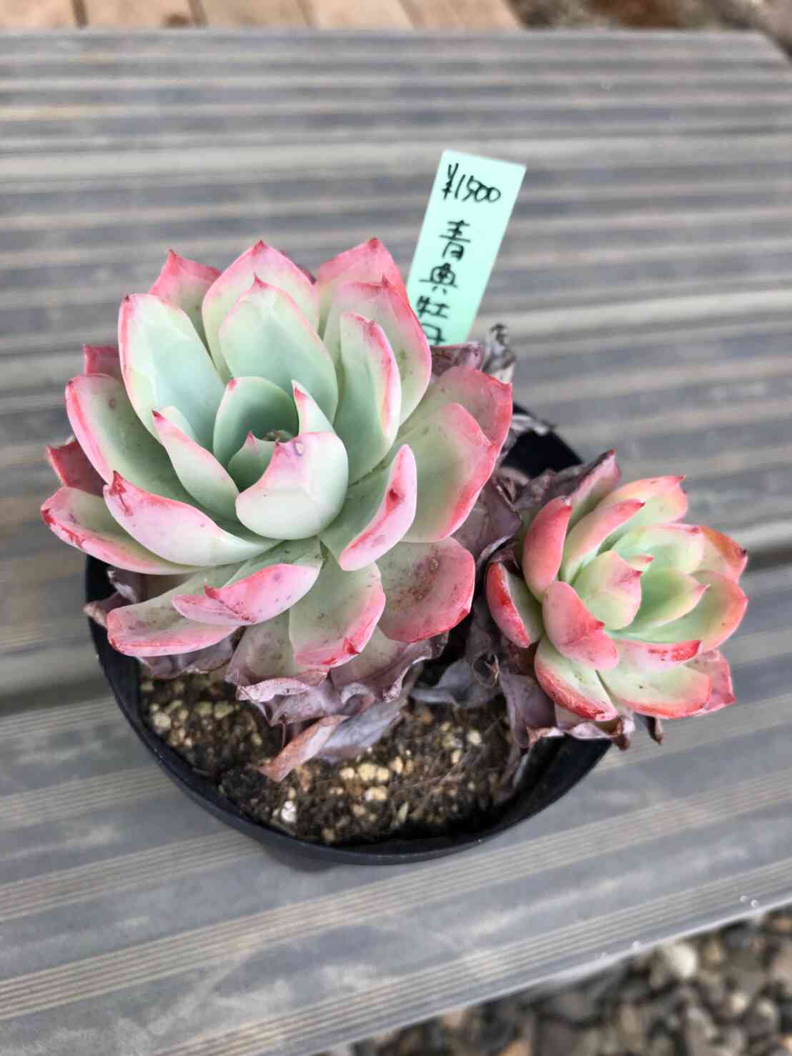 多*ヤ様 青典牡丹　抜き苗 青典牡丹🌱 綺麗ですよね(^-^) . . #多肉を見て元気になろう。 #青典