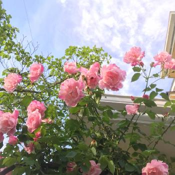 スパニッシュビューティの画像 by るいるいさん | 小さな庭とスパニッシュビューティーとスパニッシュビューティとばら バラ 薔薇とGS映えとGS日和とお花ある暮らしとガーデニングと花のある暮らしとアウトドアリビングとやっぱり花が好き♡とインテリアグリーンとバルコニスト