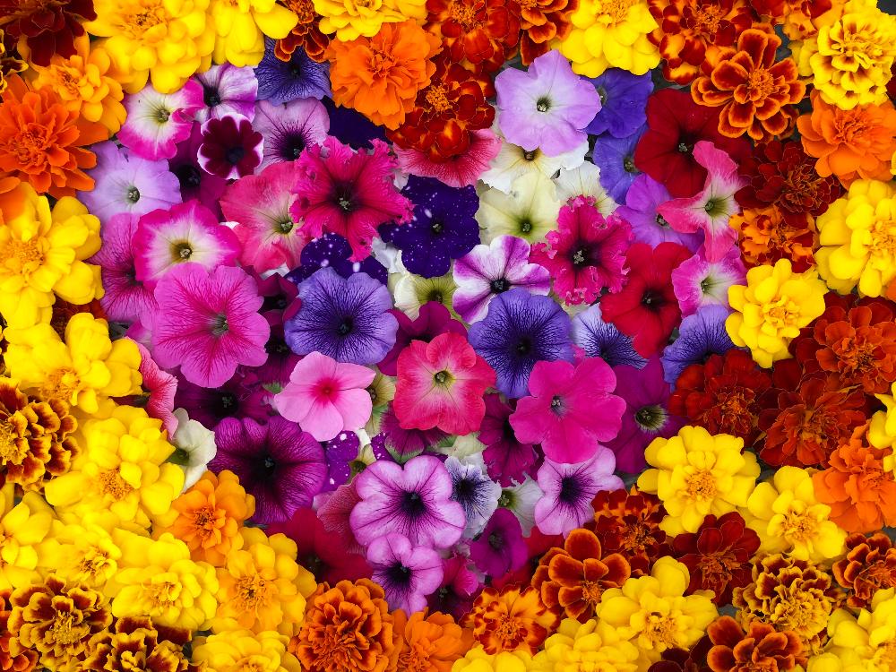 壁紙の投稿画像 By Kimikimiさん 綺麗なミドリと美花と沢山のお花と花遊びとスマホ撮影と真上から と風景と壁花と創作 18月5月3日 Greensnap グリーンスナップ