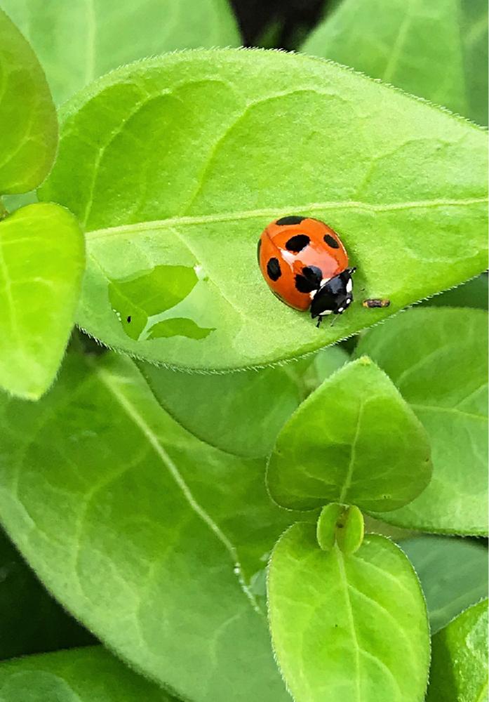 ツルニチニチソウの投稿画像 By ヒデユキさん てんとう虫 ナナホシテントウ 18月5月3日 Greensnap グリーンスナップ