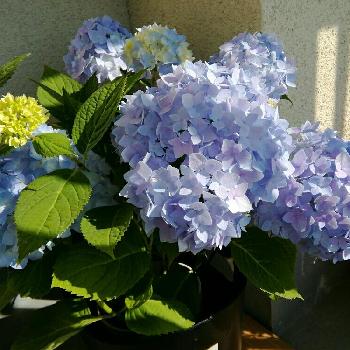 静岡市の画像 by しちりんさん | バルコニー/ベランダと初心者ですと静岡市とベランダとありのままとベランダガーデニングとあじさい大好きと青い花とベランダガーデンとおはようと紫陽花 アジサイ あじさいとおはようございますとアジサイ 霧島の恵とあじさいフォトコンテストと花のある暮らしと加工なしと鉢植えアジサイとベランダーとバルコニスト